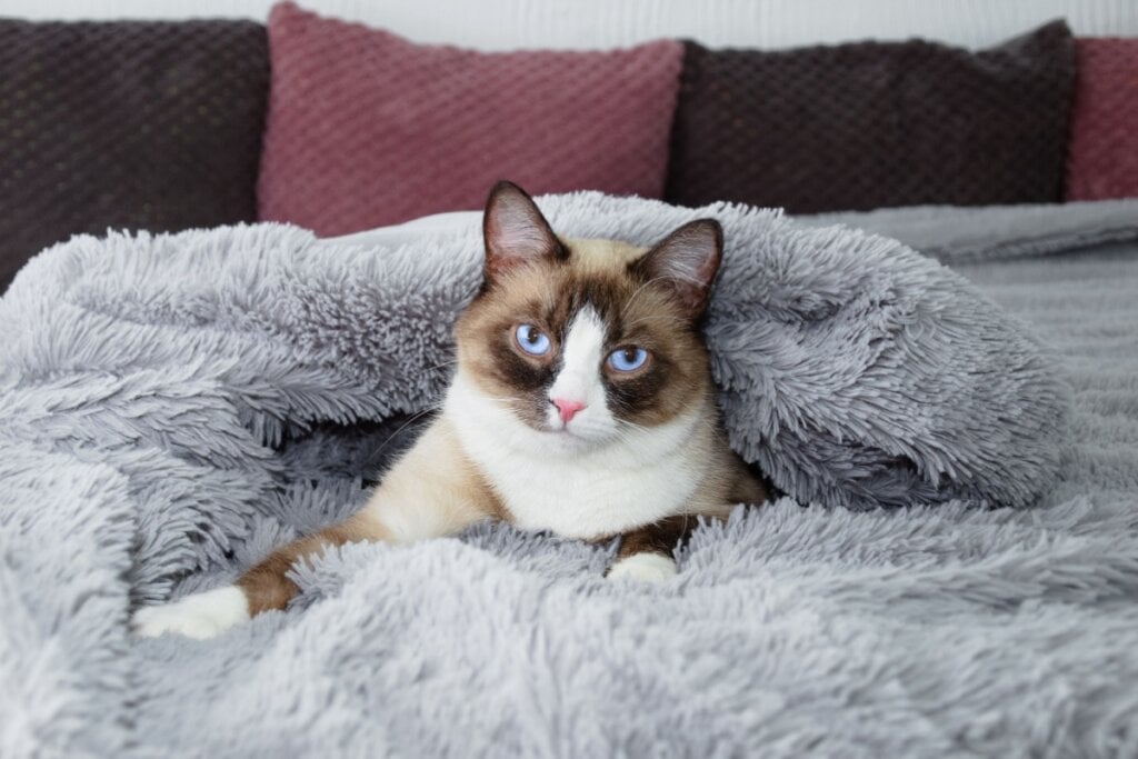 gato snowshoe branco e marrom deitado e enrolado em cobertor cinza e peludo