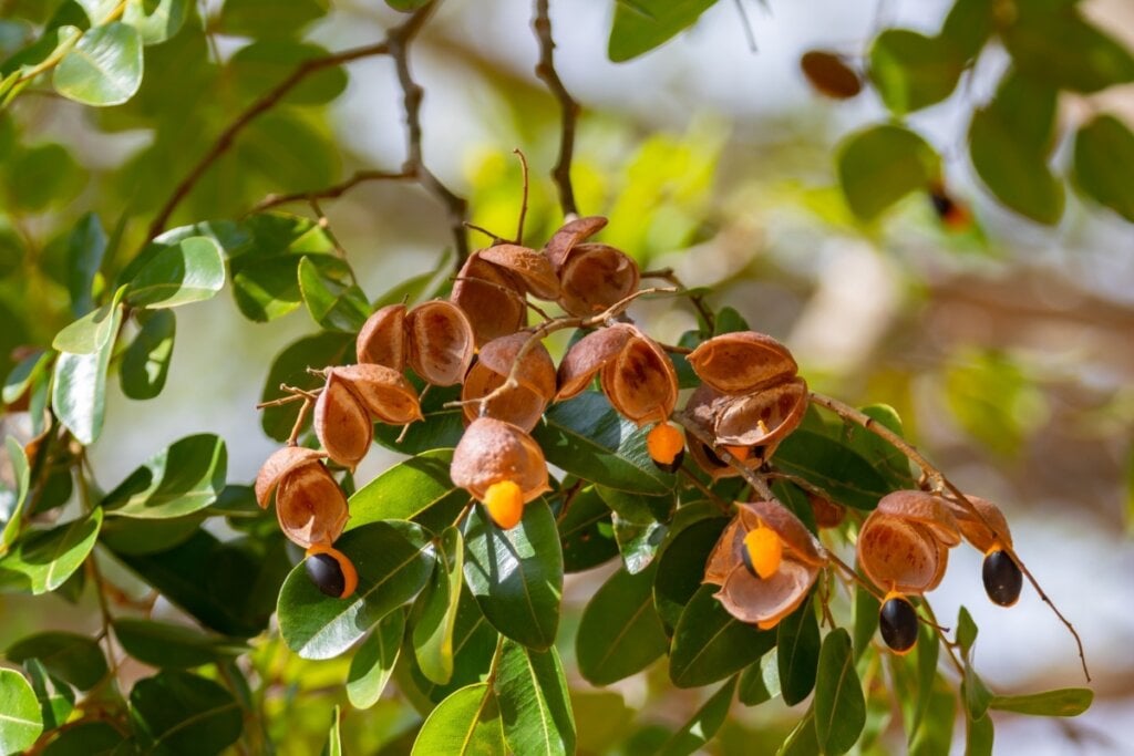 Planta copaíba dando frutos 