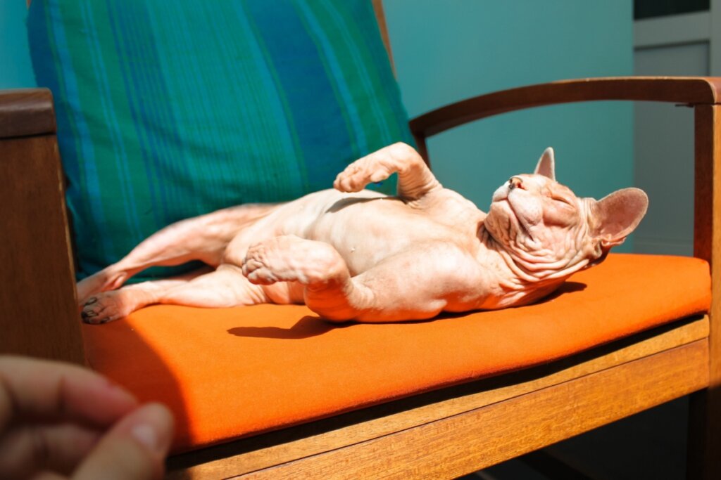 Gato da raça sphynx descansando em uma poltrona no sol 