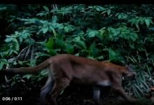 Onça é flagrada em armadilha fotográfica no Parque Cunhambebe