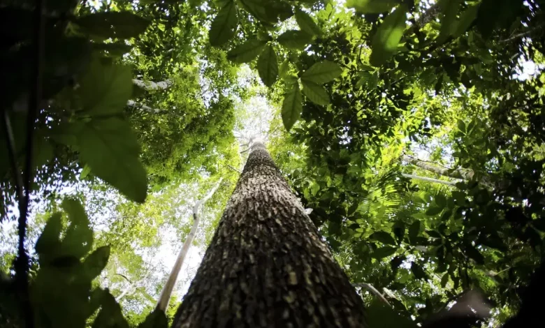 Foto de uma árvore no meio da floresta