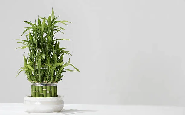 6 plantas energéticas para aplicar Feng Shui na sua casa