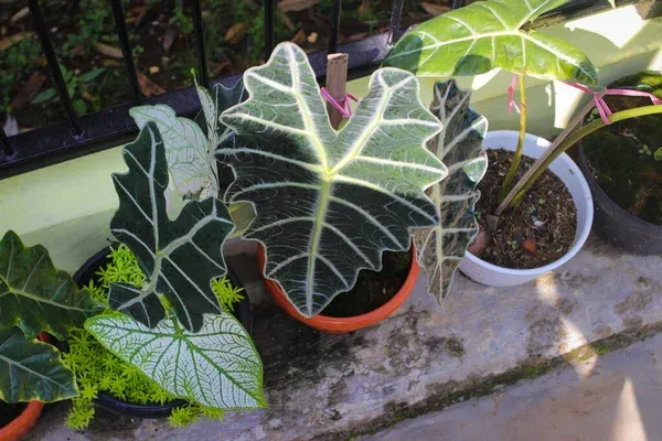 Alocasia polly com folhas amareladas 4 passos para salvar a planta