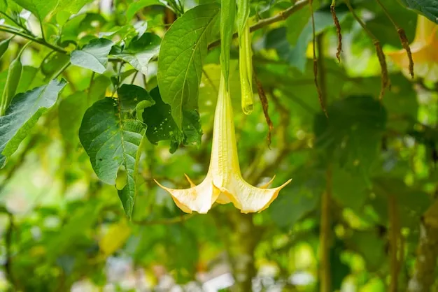 Lírio Trombeta 5 dicas para as flores pendentes durarem mais