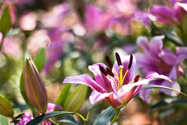 Lírio asiático como plantar, cuidar e manter flores vibrantes