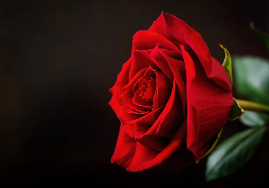 Rosas com pétalas secando 4 dicas para reviver suas flores