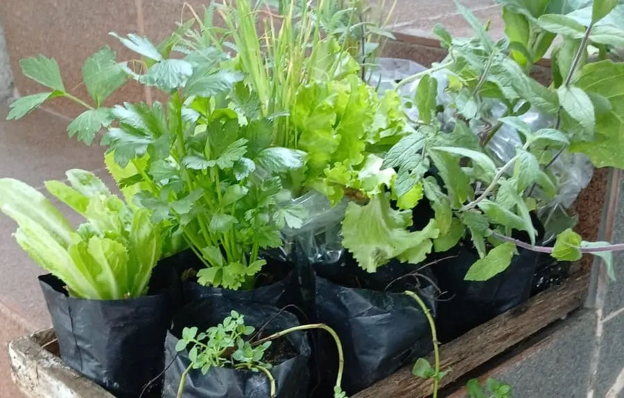 Horta com diversas espécies de pancs