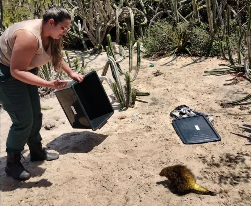 Guarda-parque do Inea realiza a soltura de um ouriço-cacheiro