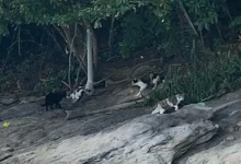 Grupo de felinos abandonados na Ilha Furtada