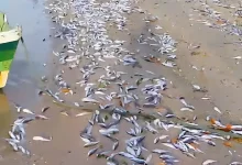 imagem mosgtra parte da praia repletga de peixe bagre-guri