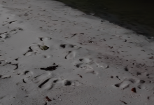 foto mostra praia com areia limpa após incidente com o bagre-guri