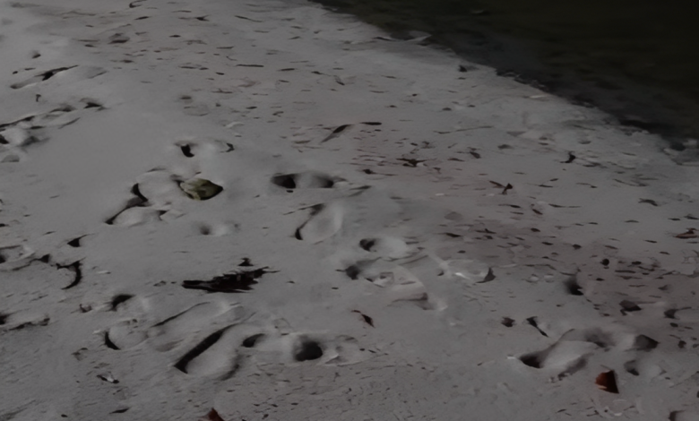 foto mostra praia com areia limpa após incidente com o bagre-guri